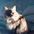 Donna Scales's profile image