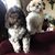 Debra Iadanza Baktis's profile image