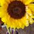 Michele DePriest-Gass's profile image