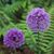 Nancy Ann Nesset Curll's profile image
