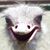 Kimberley Driesbach Adcox's profile image