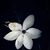 Linda Lewis's profile image
