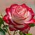 Sue Simpson's profile image