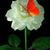 Angelica Escutia's profile image