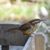 Cindi Price Chappee's profile image