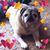 Robin McGhee Franks's profile image