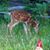 Laura Ellcey's profile image