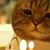 Jj Sazo's profile image