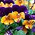 Tassee J. McAuley's profile image