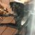 Alison Rose Spurlock's profile image