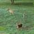 Sandi Capen's profile image
