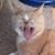 Renee Heib's profile image