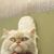 Rommel Calle Calle Barahona's profile image