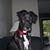 Chris Buis's profile image