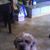 Angelica Botello's profile image