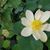 Stephanie Hirschi Williams's profile image