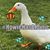 Jennifer Koziel's profile image