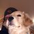 Robert Haugland's profile image