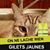 Jeanpierre Gueninchault's profile image