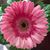 Michelle Wilkinson Maher's profile image