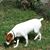 Alyce Dicicco's profile image