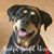 Doug Cannon's profile image