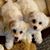 Vicki Trick Munger's profile image