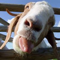 Anthony Childress's profile image