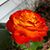 Susan Christian's profile image