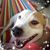 Tanya Olsen's profile image