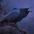 Kenetha Gibson's profile image