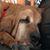 Sherry Cary-Smith's profile image