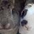 Jacqueline Lincoln's profile image