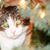 Linda Werking Bates's profile image