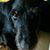 Steve Skifstad's profile image