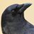 Dan Crowe's profile image