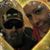 April Ann's profile image