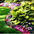 Charleston Lawn and Leaf, LLC's profile image