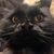 Lisa Stowe's profile image