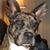 Gilo Rex's profile image