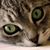 Emily Brown's profile image