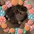 Stephanie Sciochetti Donofrio's profile image