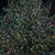 Olena Paula's profile image