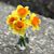 Amy Meredith Newington's profile image