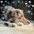 Judy DeBos's profile image