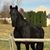 Kathleen Longenecker's profile image