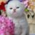 Debbie Robinson Todd's profile image