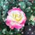 Lisa Wood's profile image