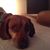 Tina Clausen's profile image
