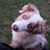 Shelly Brosius's profile image